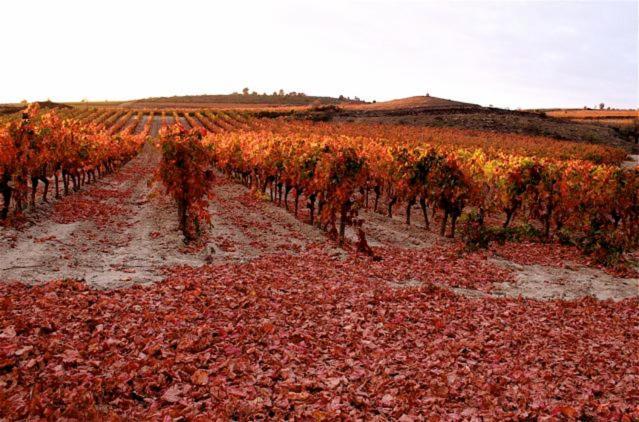 Maison Vigneronne De Bonne Maman - Climatisee Cesseras Ngoại thất bức ảnh